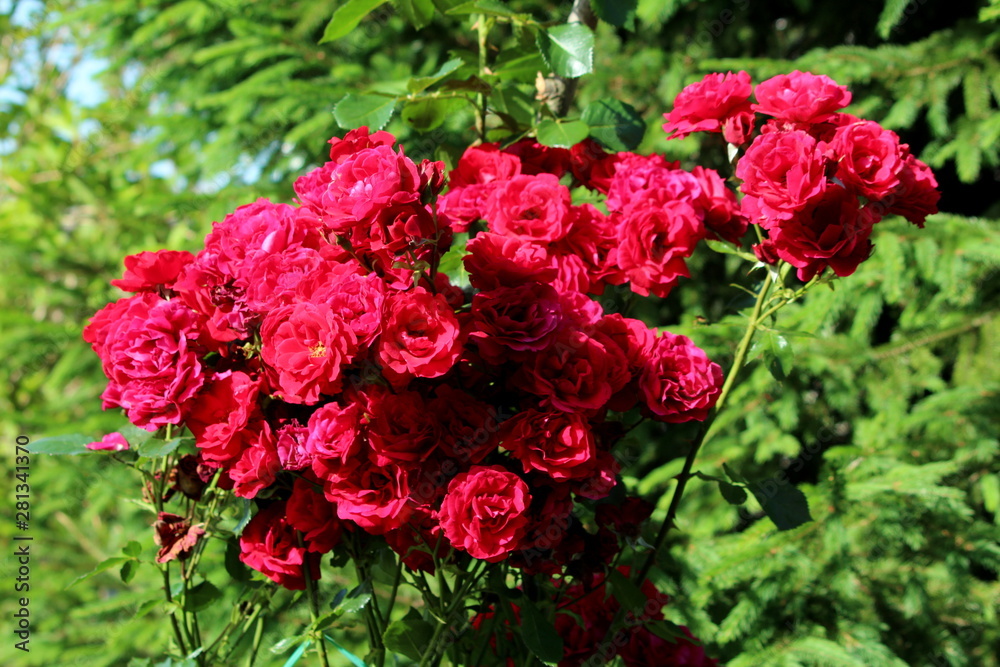 Bunch of fully open blooming layered dark red roses densely planted in local urban garden surrounded with green leaves and other plants on warm sunny spring day Bunch of fully open blooming layered dark red roses densely planted in local urban garden surrounded with green leaves and other plants on warm sunny spring day