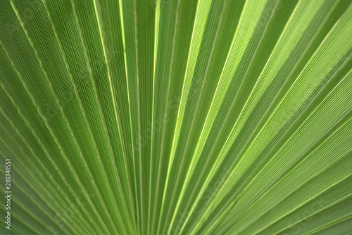 Close-up of leaf of palm  