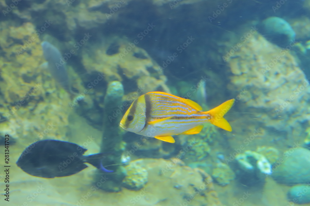 Fototapeta premium tropical fish in the sea