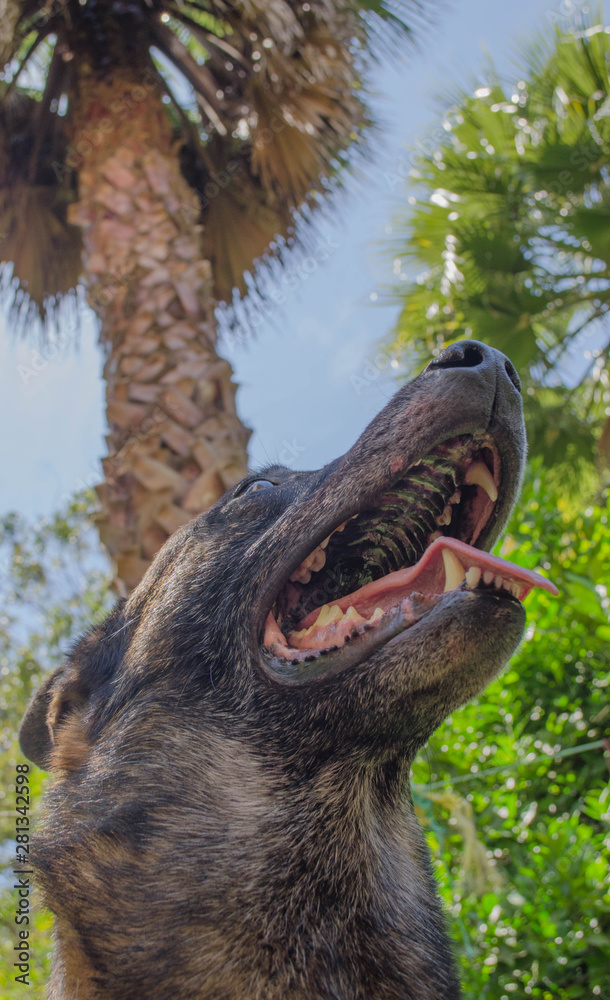 Obraz premium Pastor belga malinois feliz en el jardín