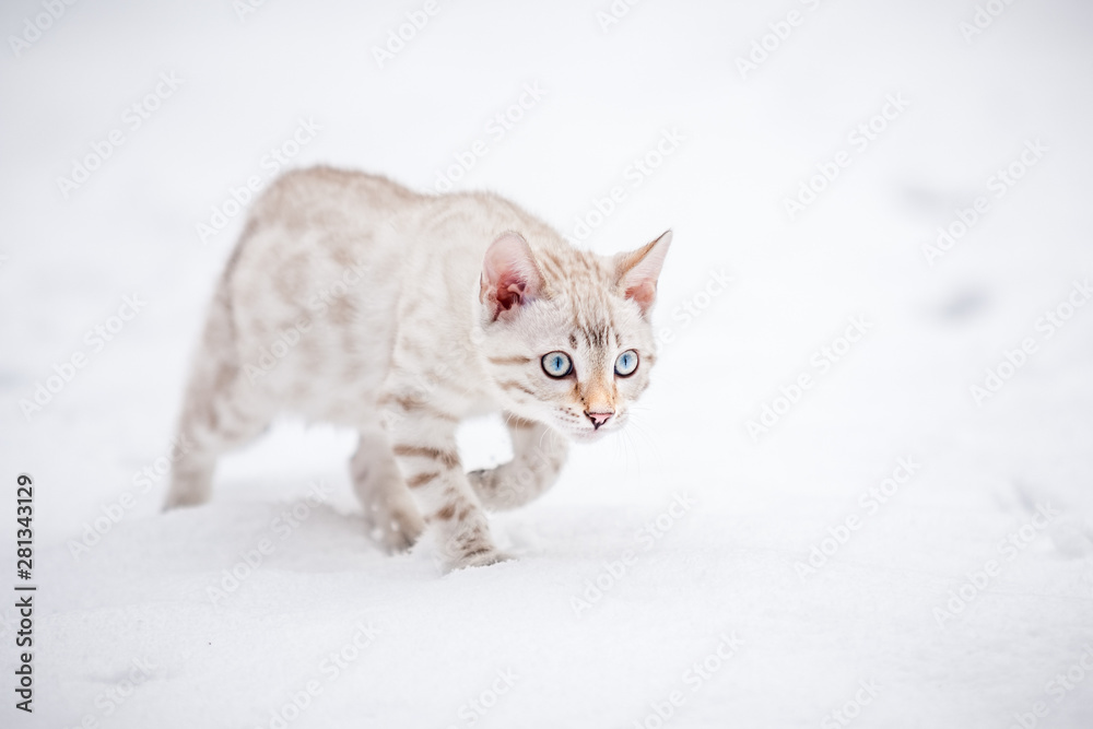 Bengal Kitten in deep Snow