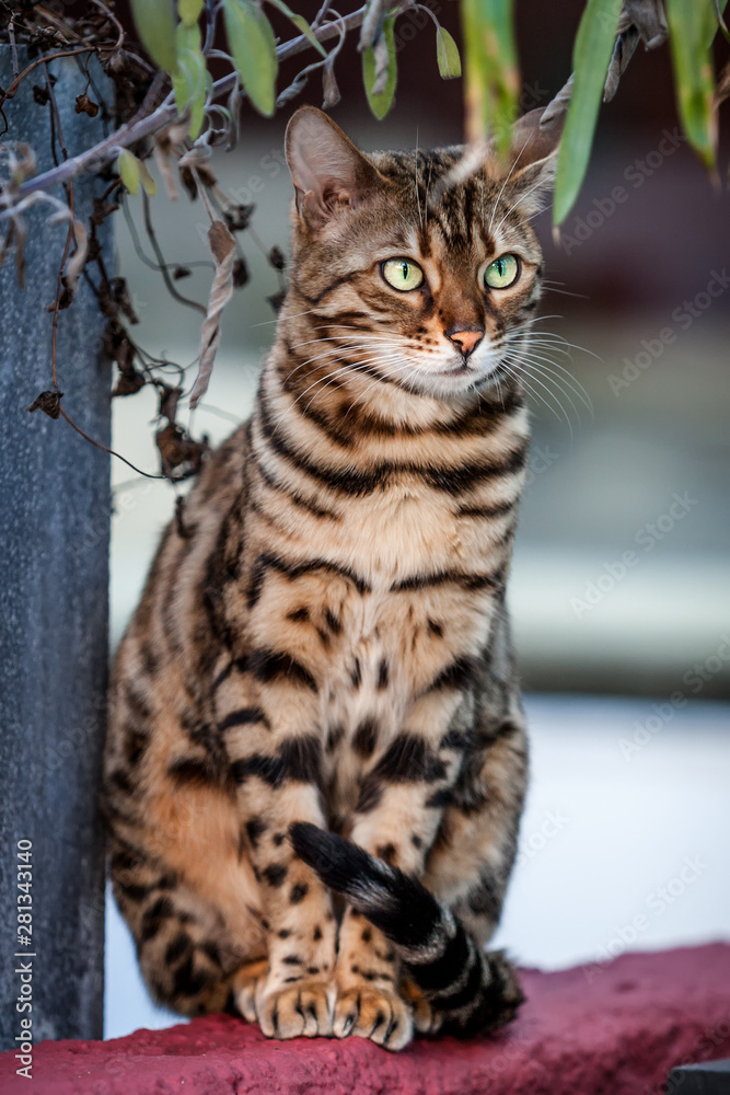 Fototapeta premium Bengal Cat Outdoor