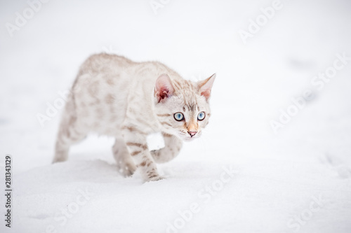 Bengal Kitten in deep Snow