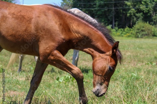 horse eating grass