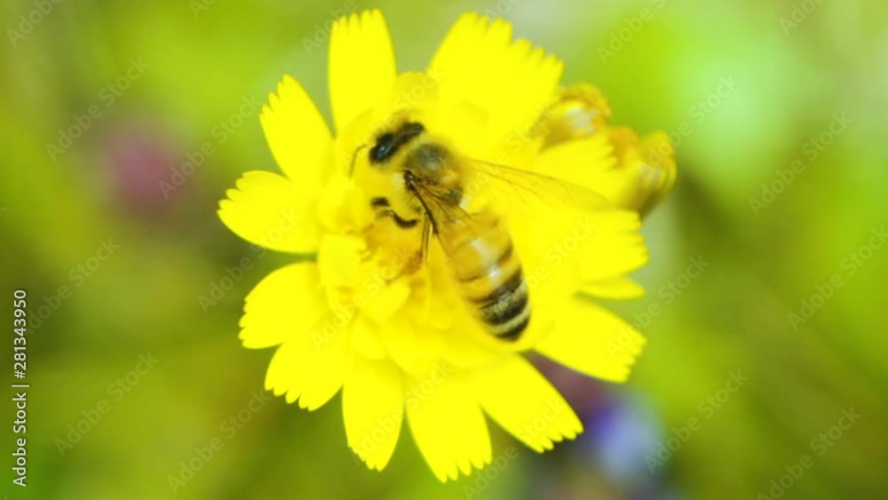 A small bee collect pollen from a catsear flat weed yellow flower A small bee collect pollen from a catsear flat weed yellow flower