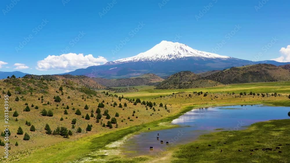 Cattle grazing on the plains below mount Shasta in the cascade range of mountains California. Cattle grazing on the plains below mount Shasta in the cascade range of mountains California.