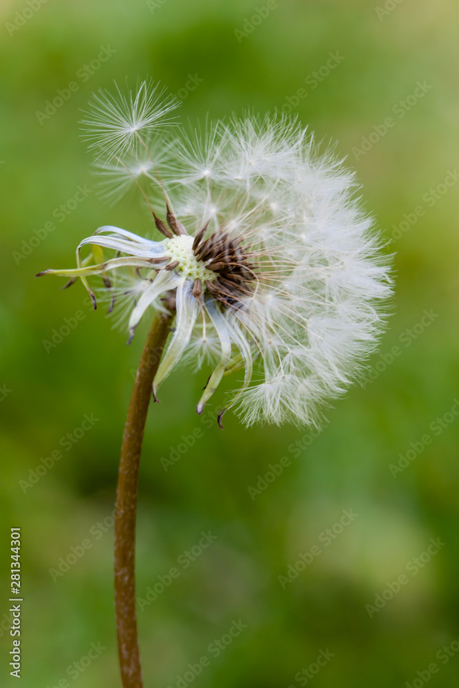 Fototapeta premium Dandelion flower head releasing seeds close up macro photo with bokeh background out of focus due to shallow depth of field. Vertical format.