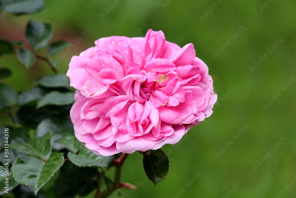 Densely layered fully open blooming pink rose surrounded with dark green leaves in local urban garden on warm sunny spring day