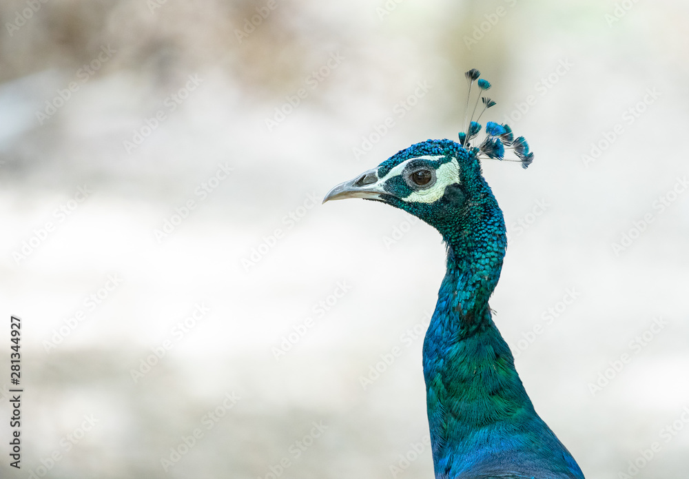 Fototapeta premium Close up of blue peacock, selective focus
