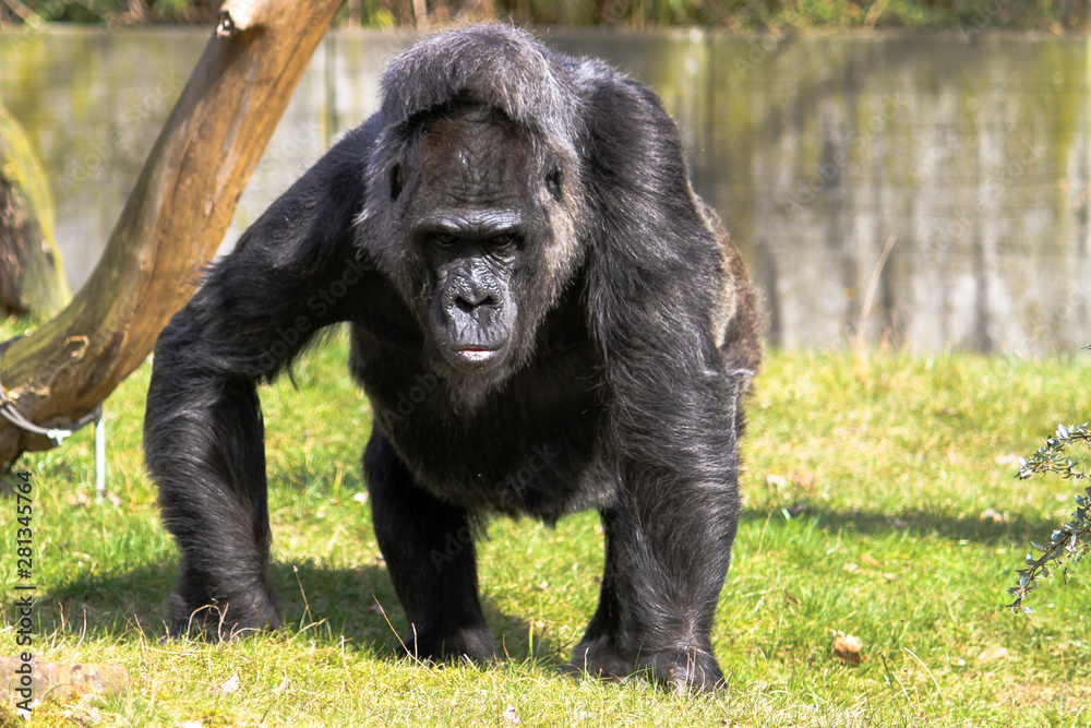 Gorilla walking on the green grass field and looking into the camera. Large adult gorilla staring. Gorilla walking on the green grass field and looking into the camera. Large adult gorilla staring.