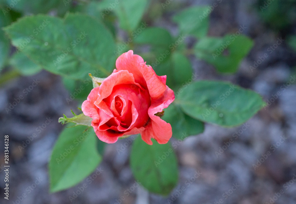 Pink Rosa chinensis flower with green leaf
Pink Rosa chinensis flower with green leaf
