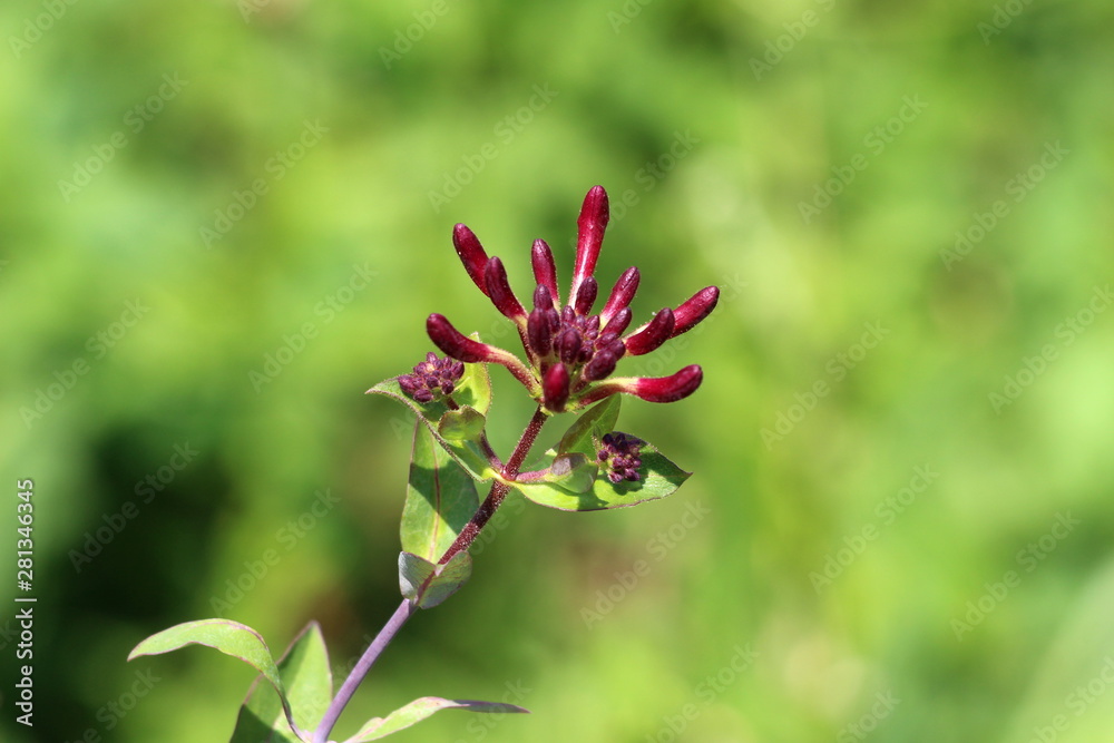 Honeysuckle or Lonicera plant with bilaterally symmetrical purple and white closed flower buds waiting to open and bloom surrounded with dark green leaves planted in local urban garden on warm sunny s Honeysuckle or Lonicera plant with bilaterally symmetrical purple and white closed flower buds waiting to open and bloom surrounded with dark green leaves planted in local urban garden on warm sunny s