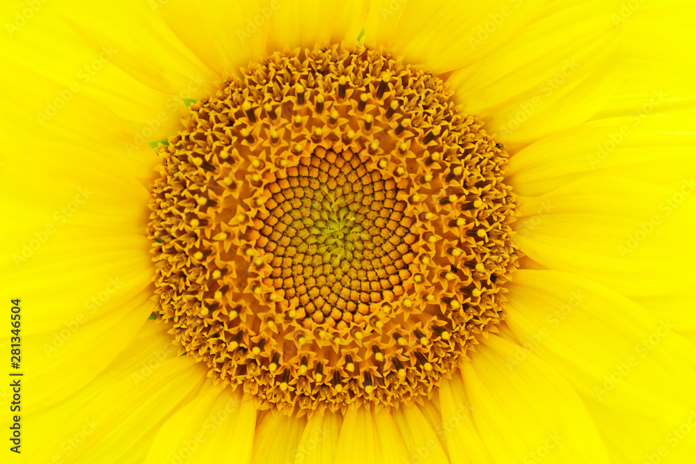 Yellow flower of sunflower close-up. The middle of the inflorescence and the petals. Yellow flower of sunflower close-up. The middle of the inflorescence and the petals.