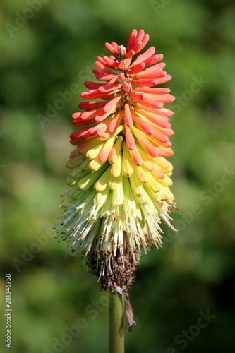 Kniphofia or Tritoma or Red hot poker or Torch lily or Knofflers or Poker plant with spike of upright brightly coloured flowers in shades of red orange and yellow well above the foliage planted in loc