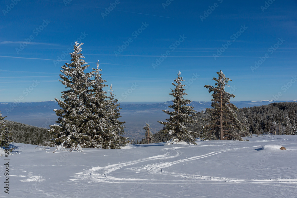 Obraz premium Winter landscape of Vitosha Mountain, Bulgaria