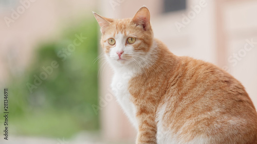 Beautiful pregnant yellow tabby cat sitting outdoor and looking to the side, homeless domestic cat.