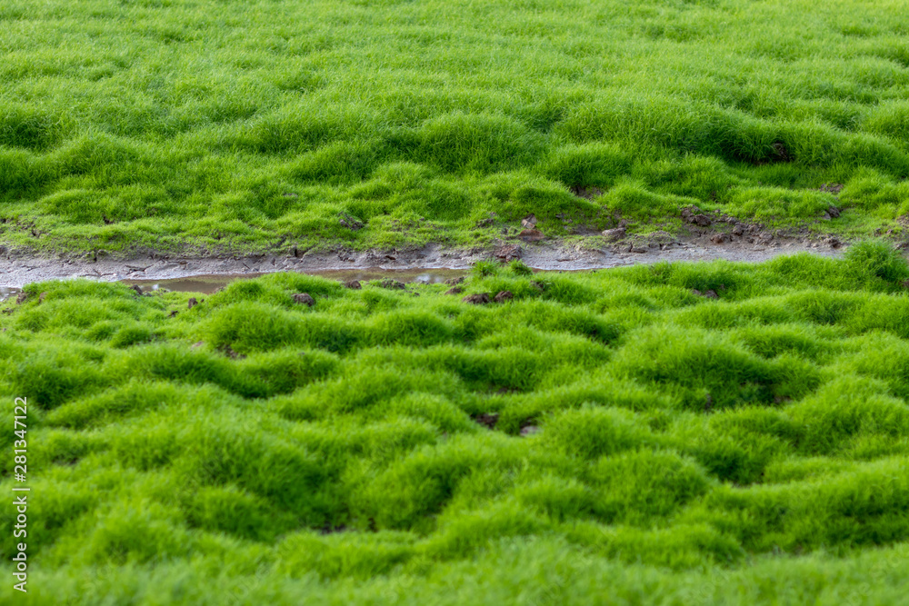 Close-up of the water groove with green moss.