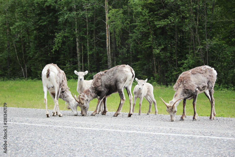 Obraz premium Sheep linger on side of road