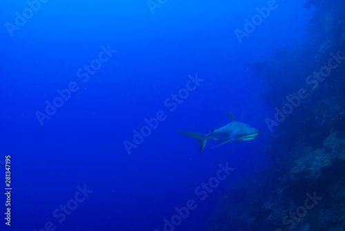 A Caribbean reef shark presiding over his stretch of ocean. The predator has a bad reputation but is fine for divers to swim around. Unfortunately these species are in mass decline © drew