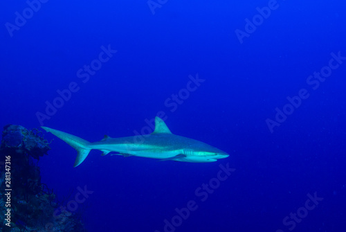 A Caribbean reef shark presiding over his stretch of ocean. The predator has a bad reputation but is fine for divers to swim around. Unfortunately these species are in mass decline