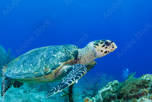 A hawksbill turtle cruising through the reef in the tropical waters of Grand Cayman. These slow creatures take life very calmly © drew