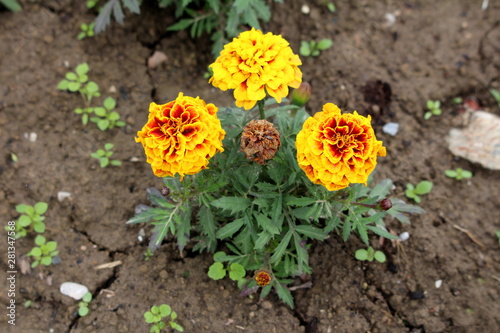 Marigold or Tagetes plant with three fully open and one closed layered yellow with red highlights flowers surrounded with pinnate green leaves growing in local urban garden on warm sunny spring day