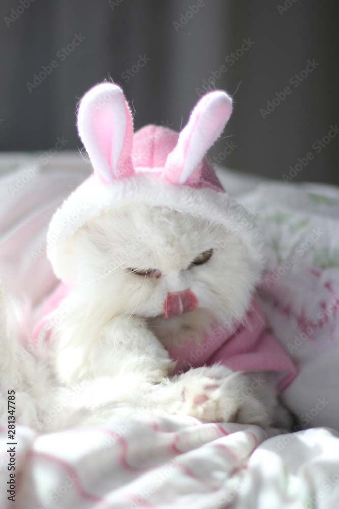 Fototapeta premium cat rabbit in basket