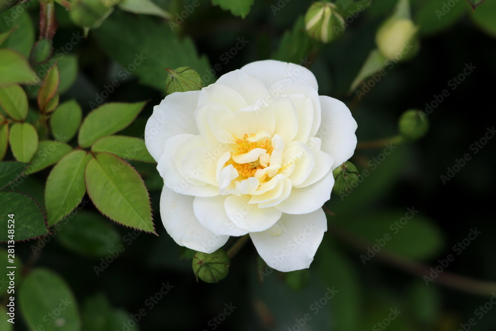 Open blooming garden rose with pure white petals surrounded with dark green leaves in local urban garden on warm sunny spring day Open blooming garden rose with pure white petals surrounded with dark green leaves in local urban garden on warm sunny spring day