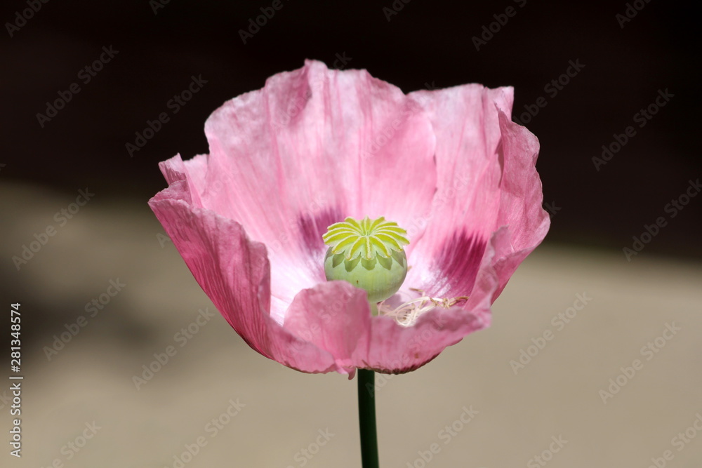 Opium poppy or Papaver somniferum or Breadseed poppy annual flowering plant with fully open blooming mauve flower and light green center made of rounded capsule and radiating stigmatic rays planted in Opium poppy or Papaver somniferum or Breadseed poppy annual flowering plant with fully open blooming mauve flower and light green center made of rounded capsule and radiating stigmatic rays planted in