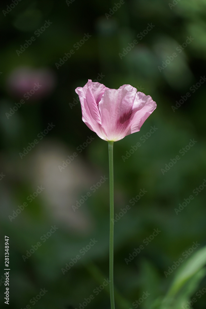 Opium Poppy flower in the garden.