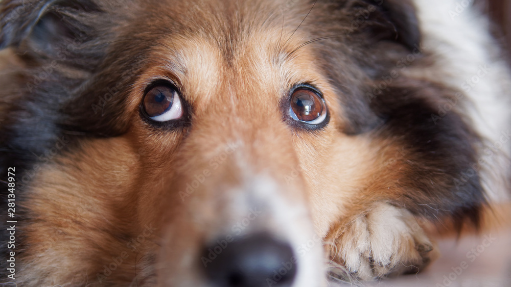 Do Dogs Find Humans Attractive