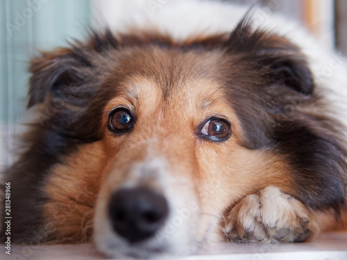 Closeup portrait of Shetland sheepdog, cute adult domestic animal, best friend for human, beautiful pedigreed dog face, close up black eyes with nose, funny dog expression.