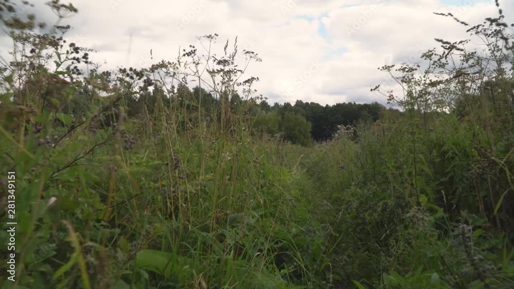 Rapid movement through the field of grass Rapid movement through the field of grass
