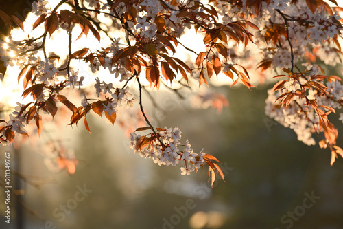 朝日に輝く山桜