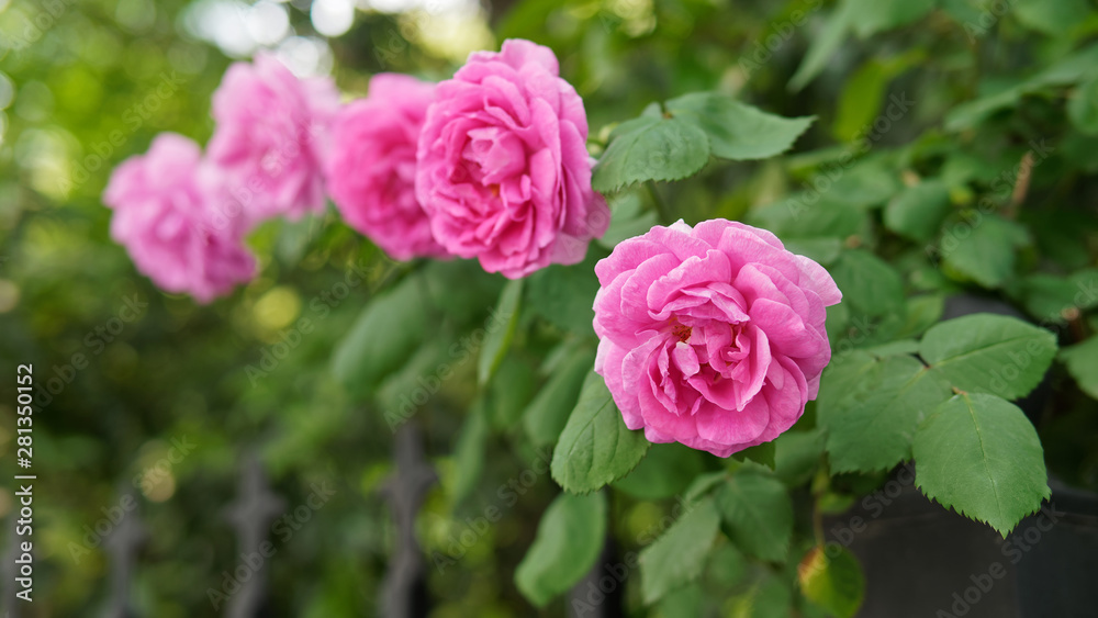 Pink rose flowers with blurred background. Pink rose flowers with blurred background.