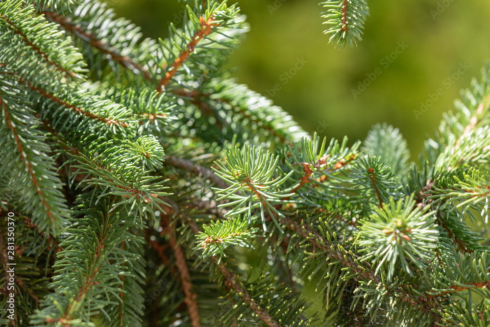 Evergreen branches close up