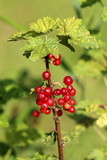 Redcurrant or Ribes rubrum or Red currant deciduous shrub plant with bright red translucent edible berries surrounded with green leaves planted in local urban garden on warm sunny spring day