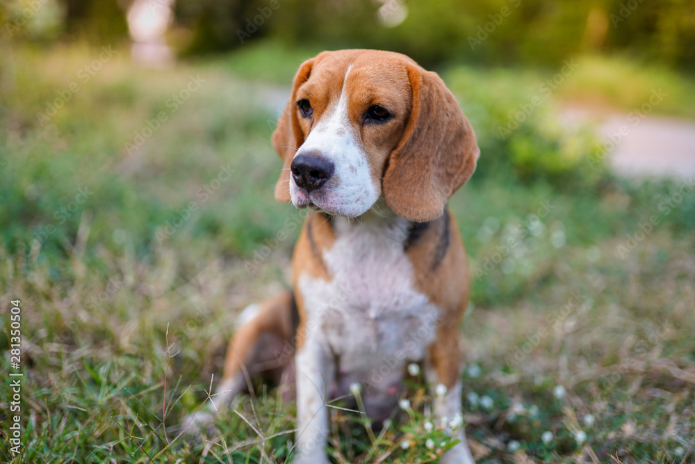 A cute beagle dog sitting outdoor on the green grass field.