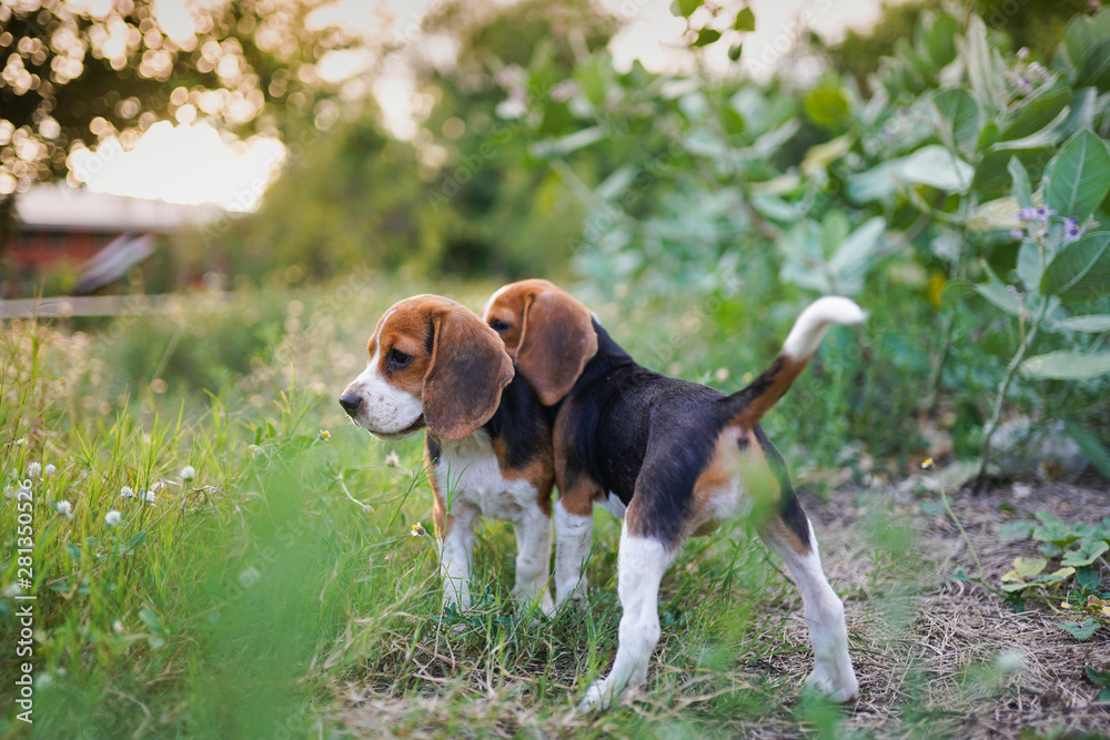 Beagle puppies relaxing in the green grass field under the evening sun light.