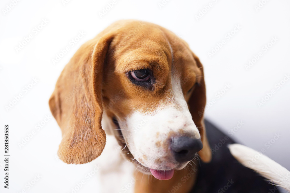 A cute beagle dog isolated on white background.