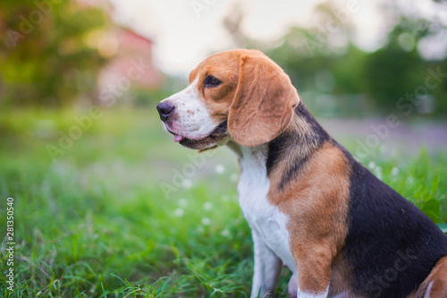 An adorable beagle dog sitting outdoor on the grass field,soft focus and bokeh.