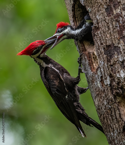 Pileated Woodpecker Nest in Florida 