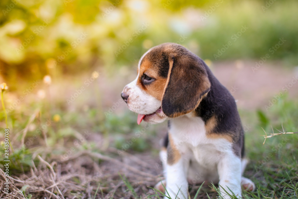 A cute beagle puppy relaxing on the green grass field.