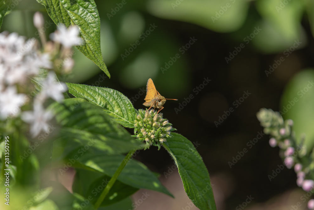 Small butterfly on a small cluster of flower blossoms Small butterfly on a small cluster of flower blossoms
