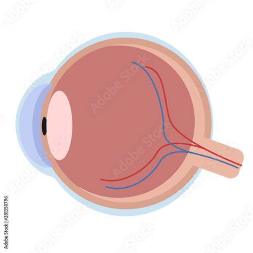 Eyeball simple illustration on white background