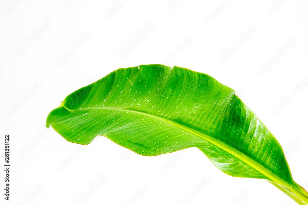 Obraz premium tropical banana leaf texture, large palm foliage nature on white background.