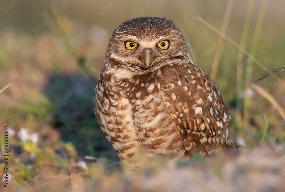 Fototapeta premium Burrowing Owl in Cape Coral Florida 