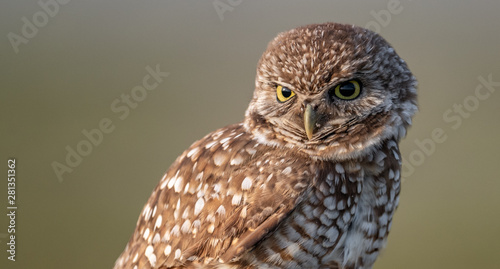 Burrowing Owl in Cape Coral Florida 