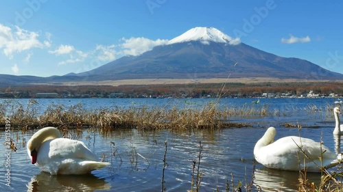 Colorful Autumn with Mountain Fuji in Japan Lake Yamanakako
