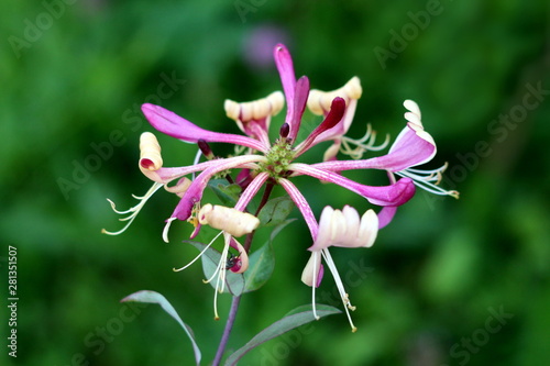 Single Honeysuckle or Lonicera plant with bilaterally symmetrical purple and white fully open blooming flowers growing on top of stem surrounded with dark green leaves planted in local urban garden on photo